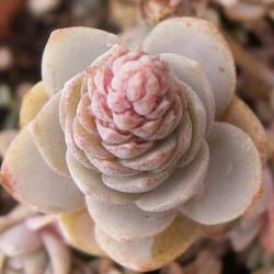 Orostachys - Sternwurz